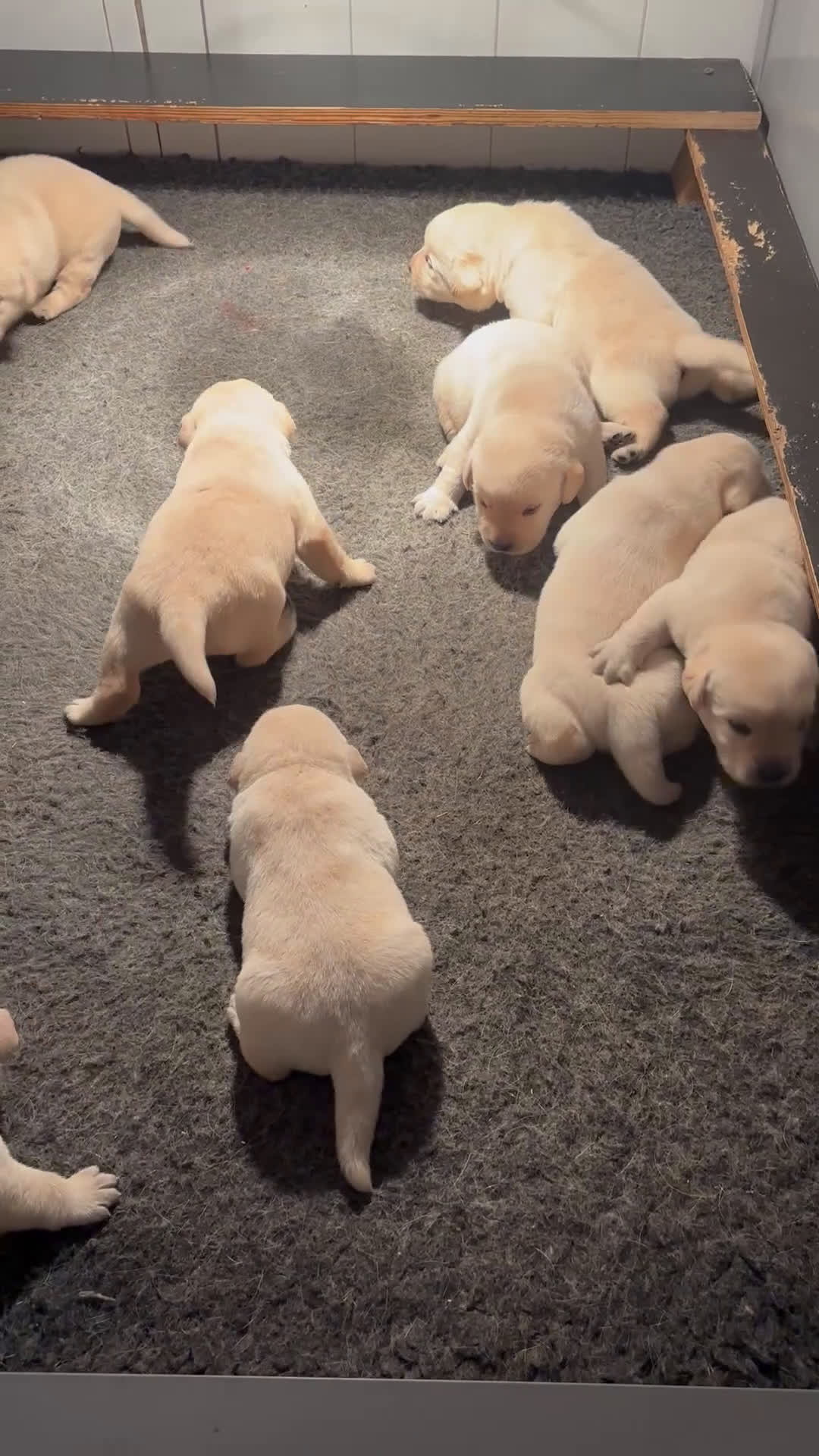 Labrador Retriever honden te koop: Prachtige gele Labrador pups, reutjes  - Video 1