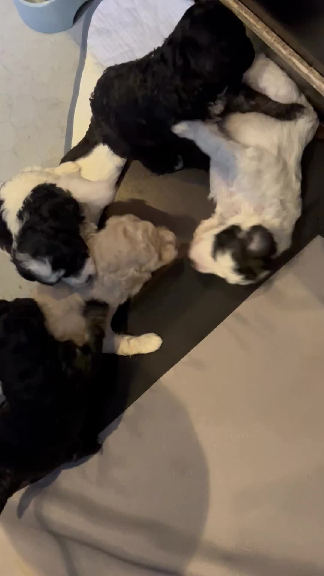 Kruising honden te koop: 4 schattige pups labradoodle x Maltipoo  in Elst - Video 1
