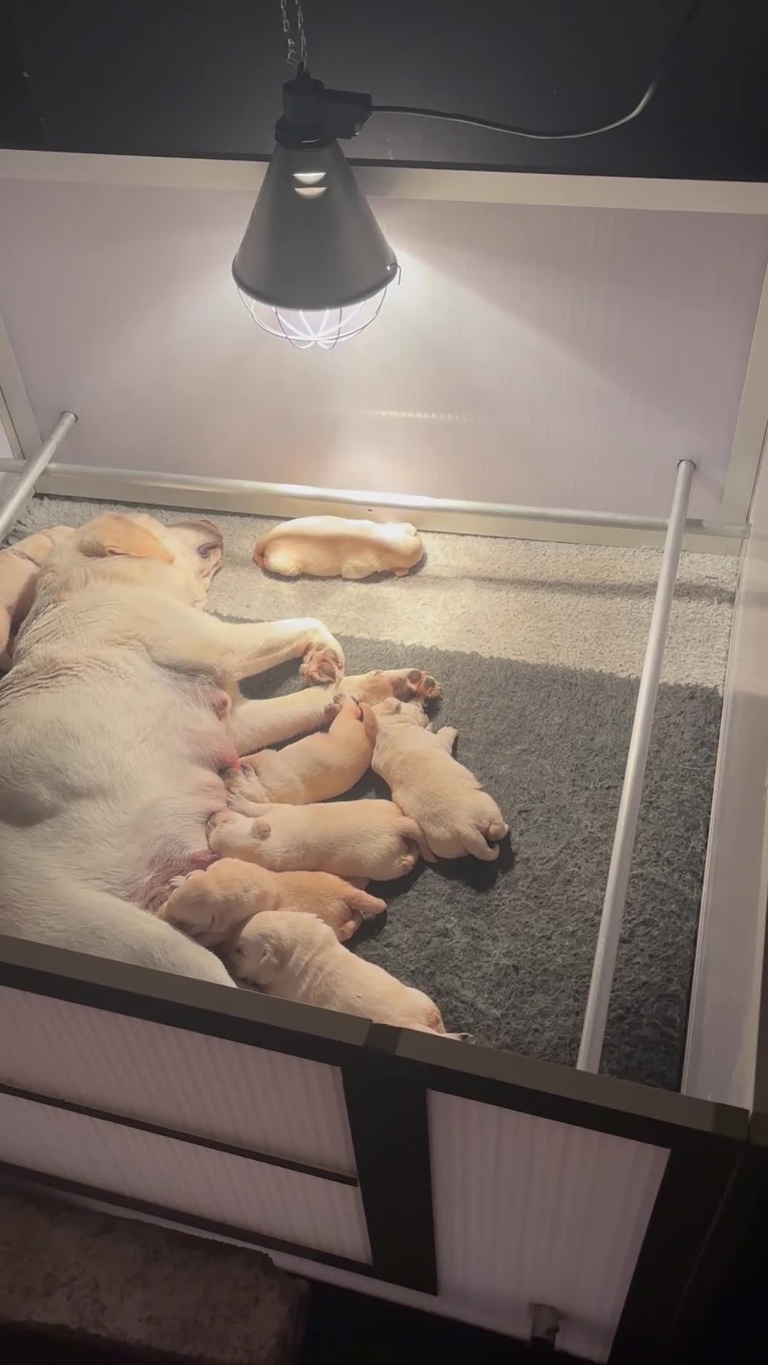 Labrador Retriever honden te koop: Gele Labrador pups  - Video 1