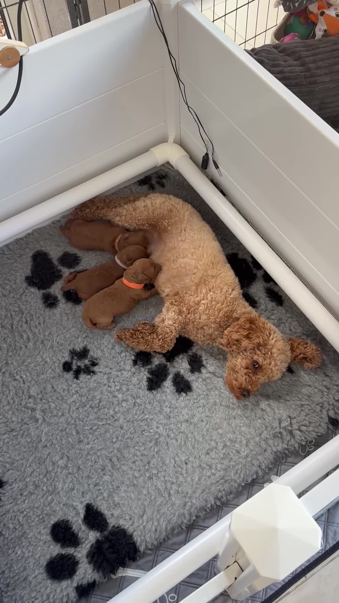 Poedel Toy honden te koop: Prachtige toypoedel pups  - Video 1