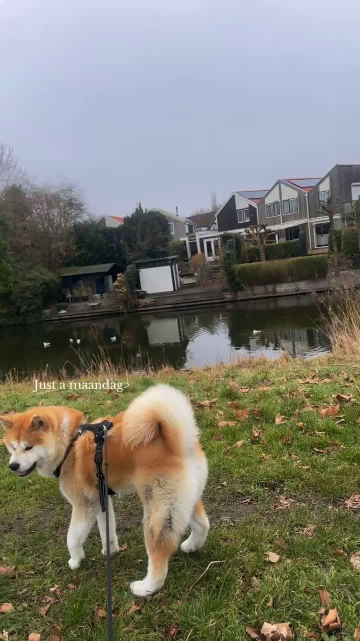 Akita honden te koop: Te koopt - Video 1