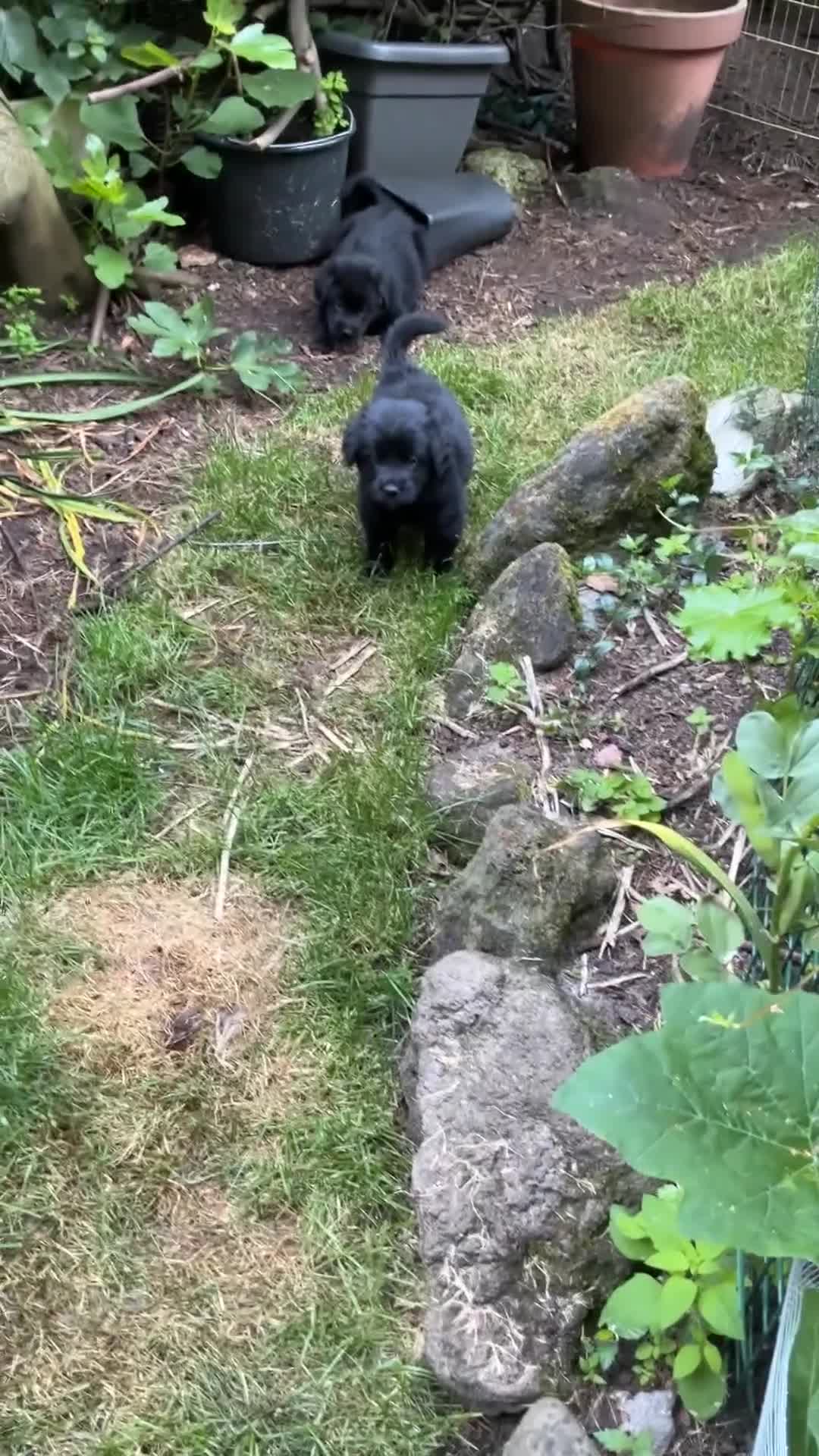 Kruising honden te koop: Eurasier/Duitse Herder x Golden Retriever pups - Video 3