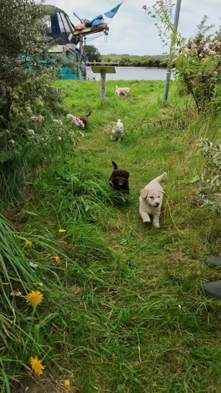 Spaanse Waterhond honden te koop: Echte schip-pups vanaf het Lauwersmeer! 🐾⛵ - Video 3