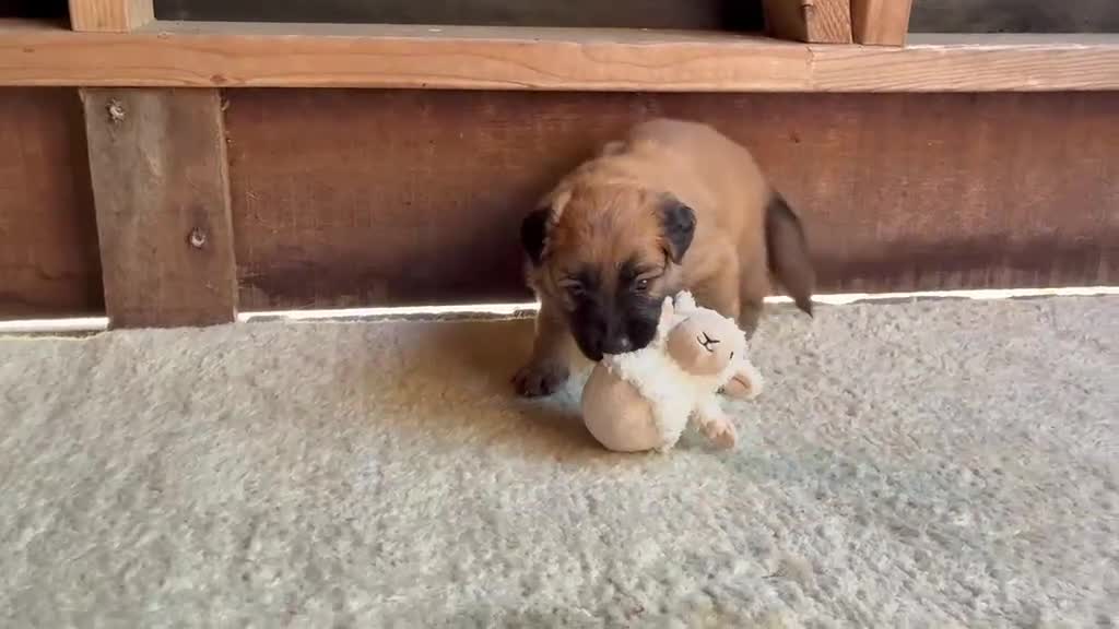 Mechelse Herder honden te koop: Baskische herder - Video 2