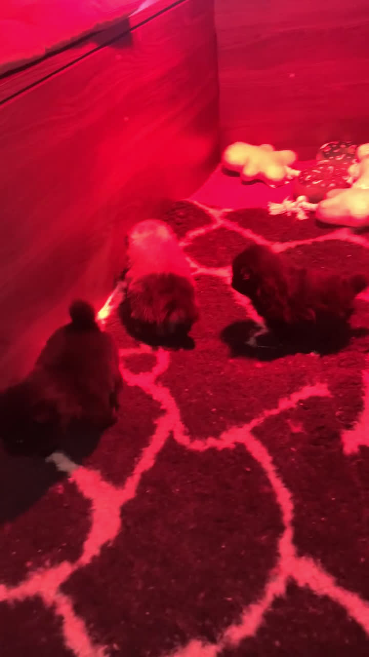 Pomeriaan honden te koop: prachtige pomeriaan pups te koop 1 reutje 1 teefje - Video 2