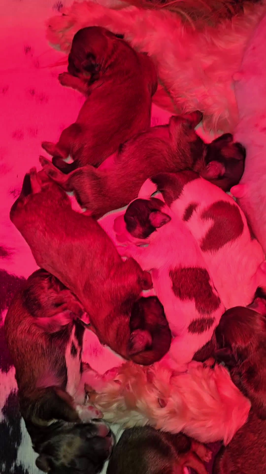 Kruising honden te koop: Boomer pups 14-1 geboren (Shih-Tzu x Boomer) - Video 1