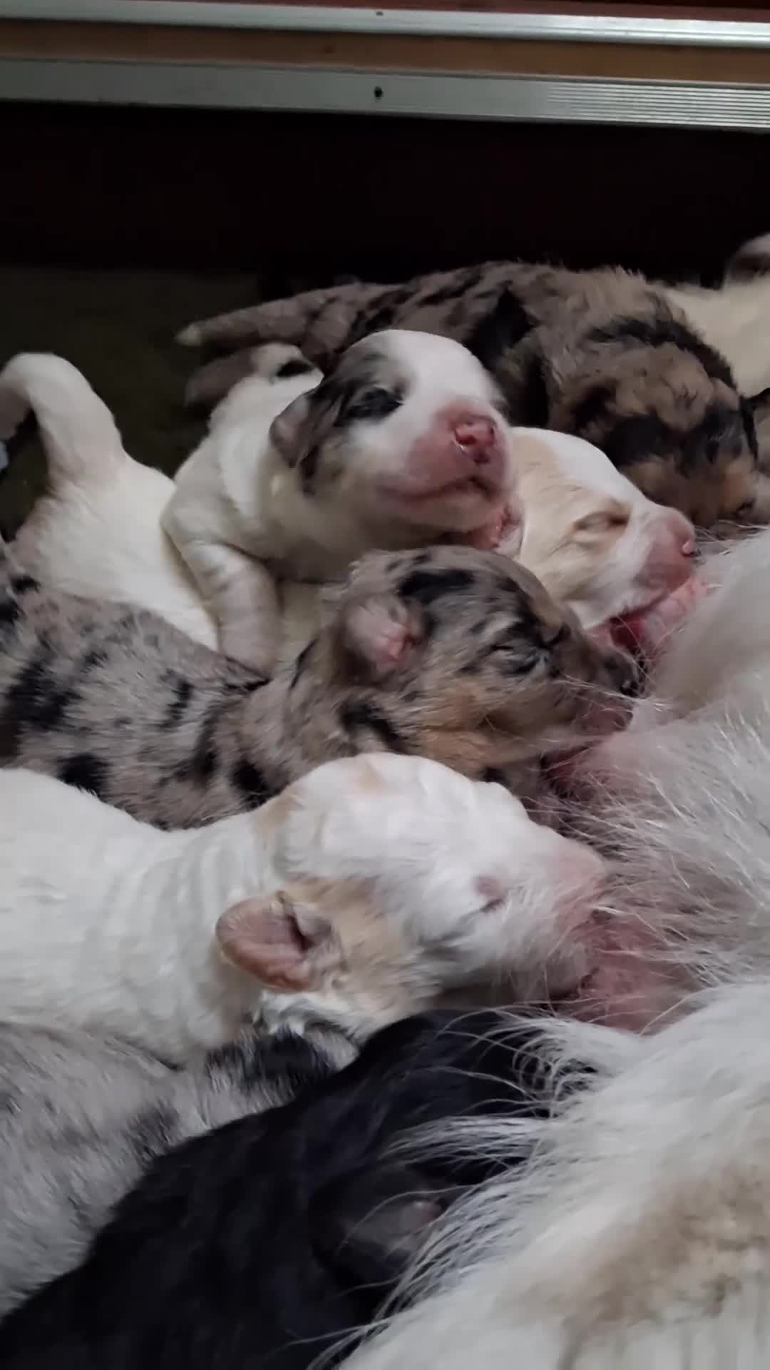 Kruising honden te koop: Geweldige leuke pups corgi x Australian shepherd - Video 1