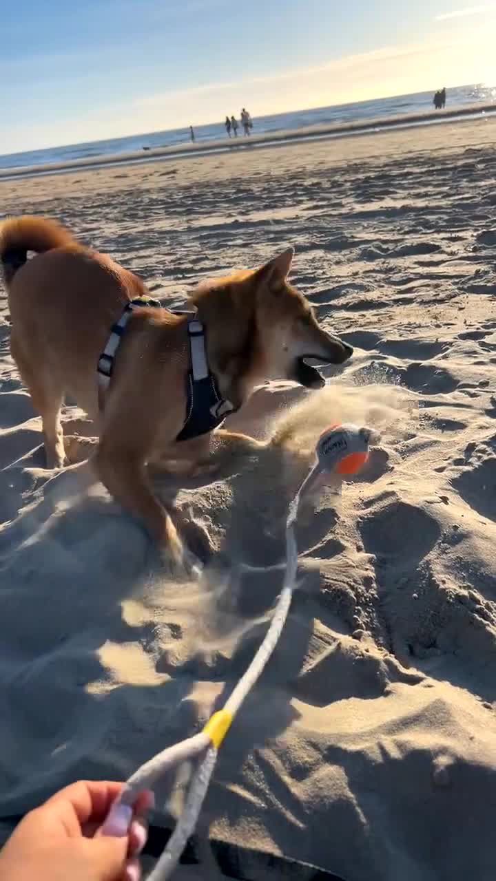 Shiba honden te koop: Shiba inu pup 5 maanden - Video 1