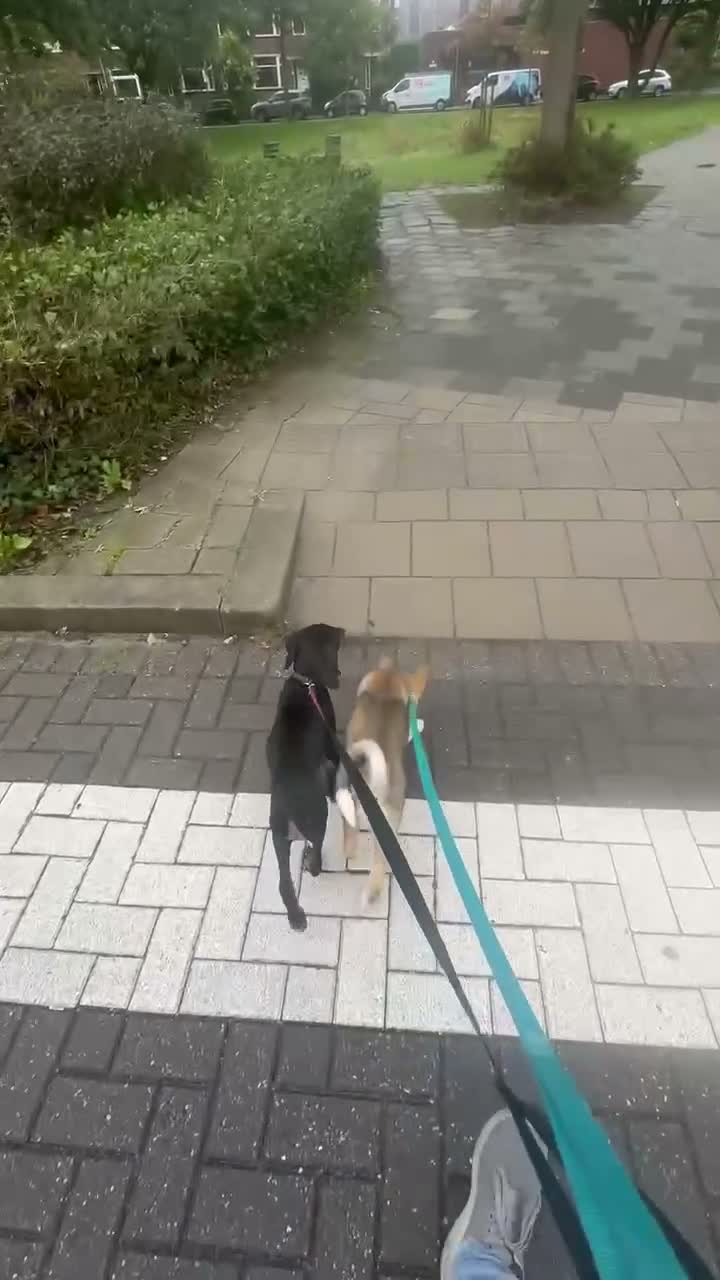 West Siberische Laika honden te koop: Oost Siberische Leica reu te koop - Video 1