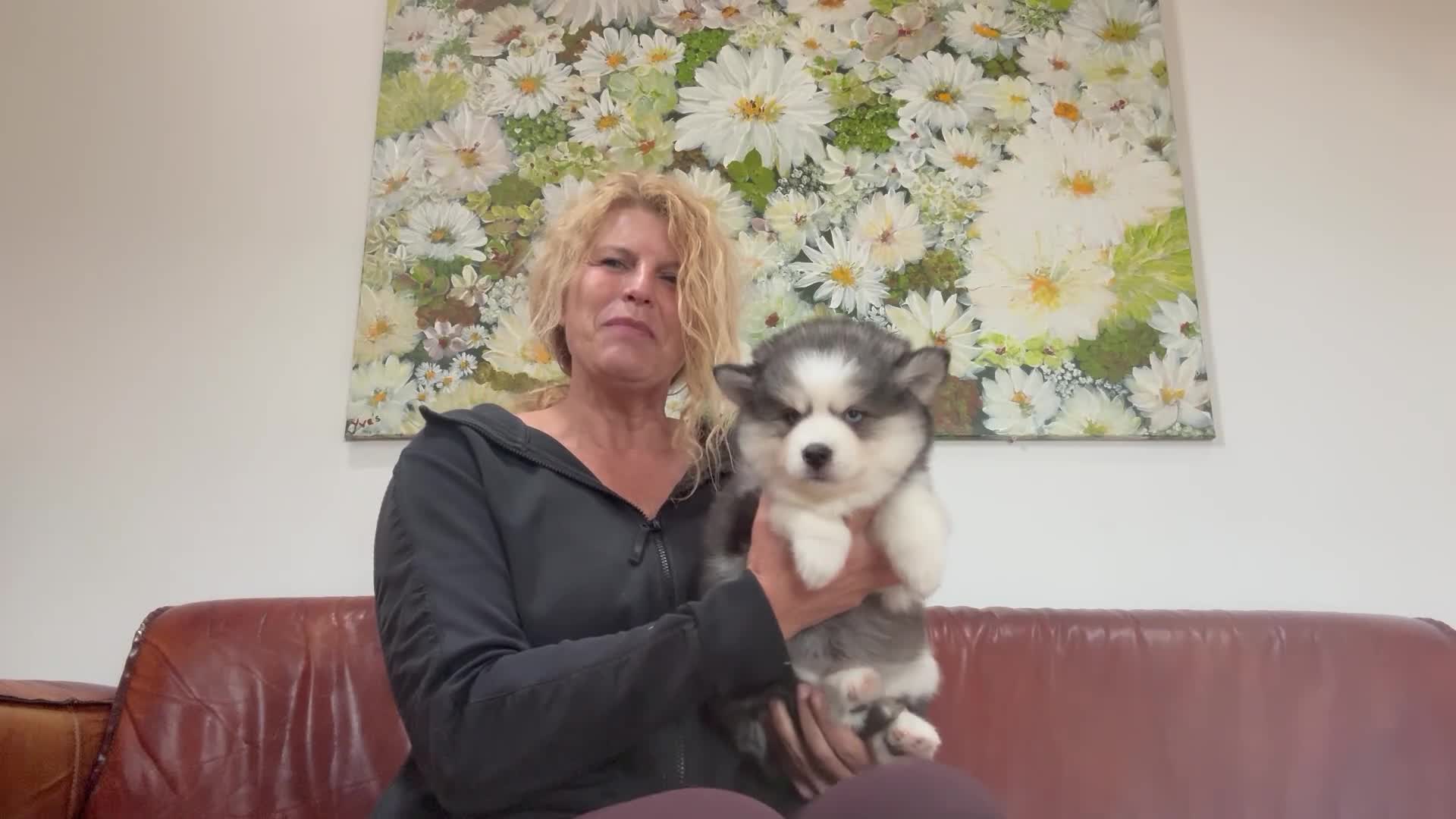 Pomsky honden te koop: Pomsky  - Video 5