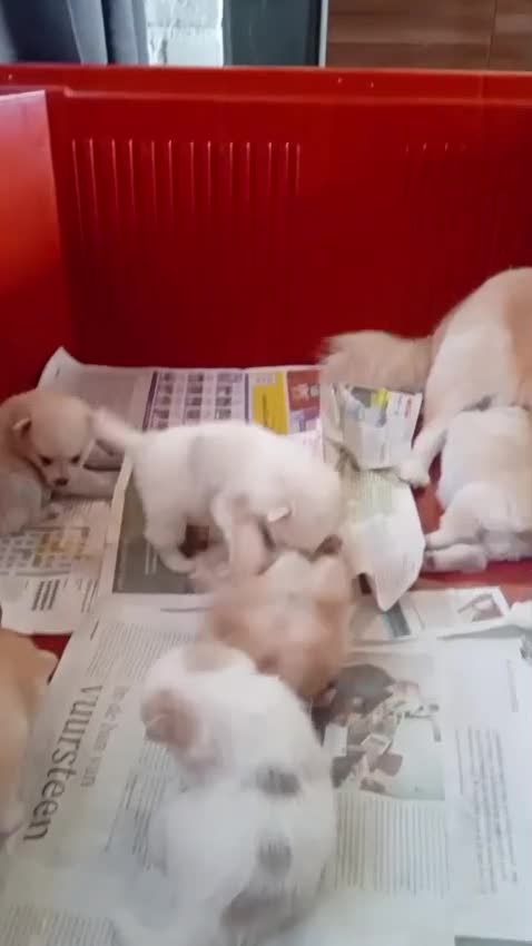 Pomsky honden te koop: Pomsky pups in Sweagerbosk - Video 1