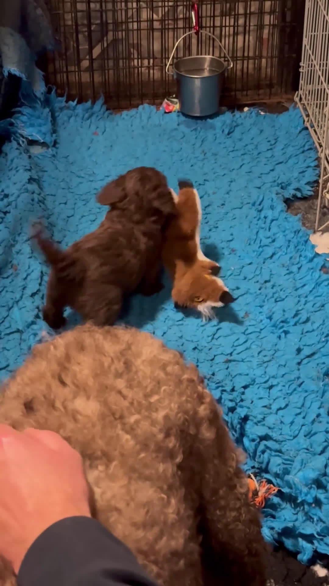 Spaanse Waterhond honden te koop: Spaanse Waterhond pups  - Video 2