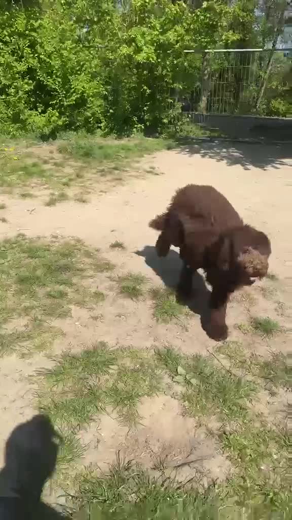 Labradoodle honden te koop: 7 mnd Labradoodle zoekt warm thuis - Video 1