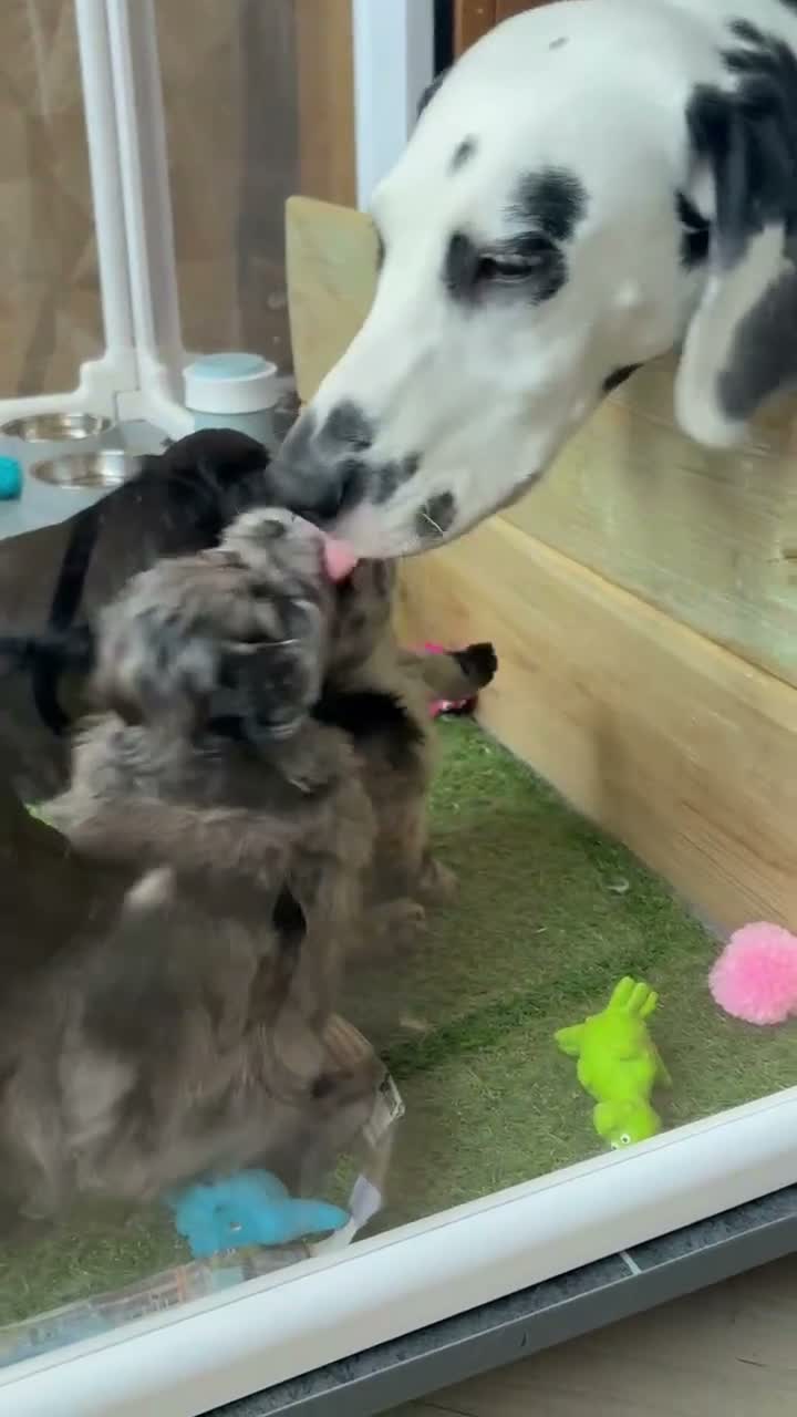 Kruising honden te koop: 🧸TeddyPoo |ToyPoedelXTeddydog 🤎Ouders Aanwezig❣️ - Video 3