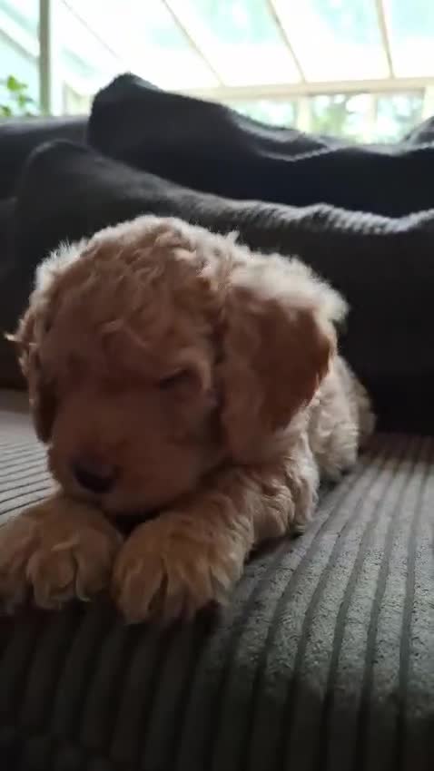Labradoodle honden te koop: Nog 1 prachtig labradoodle reutje beschikbaar  - Video 3