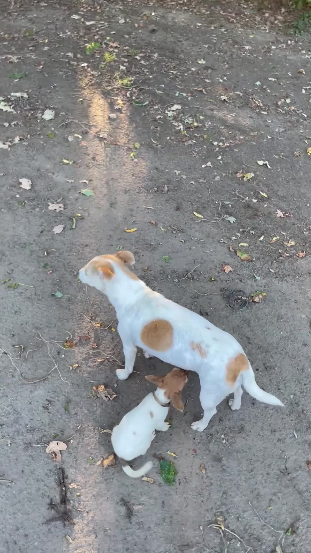 Jack Russel Terriër honden te koop: Jack Russell pup - Video 1