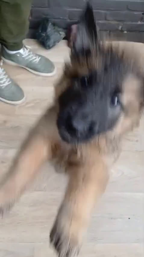 Kruising honden te koop: 1 tervurense herder teefje pup  - Video 1