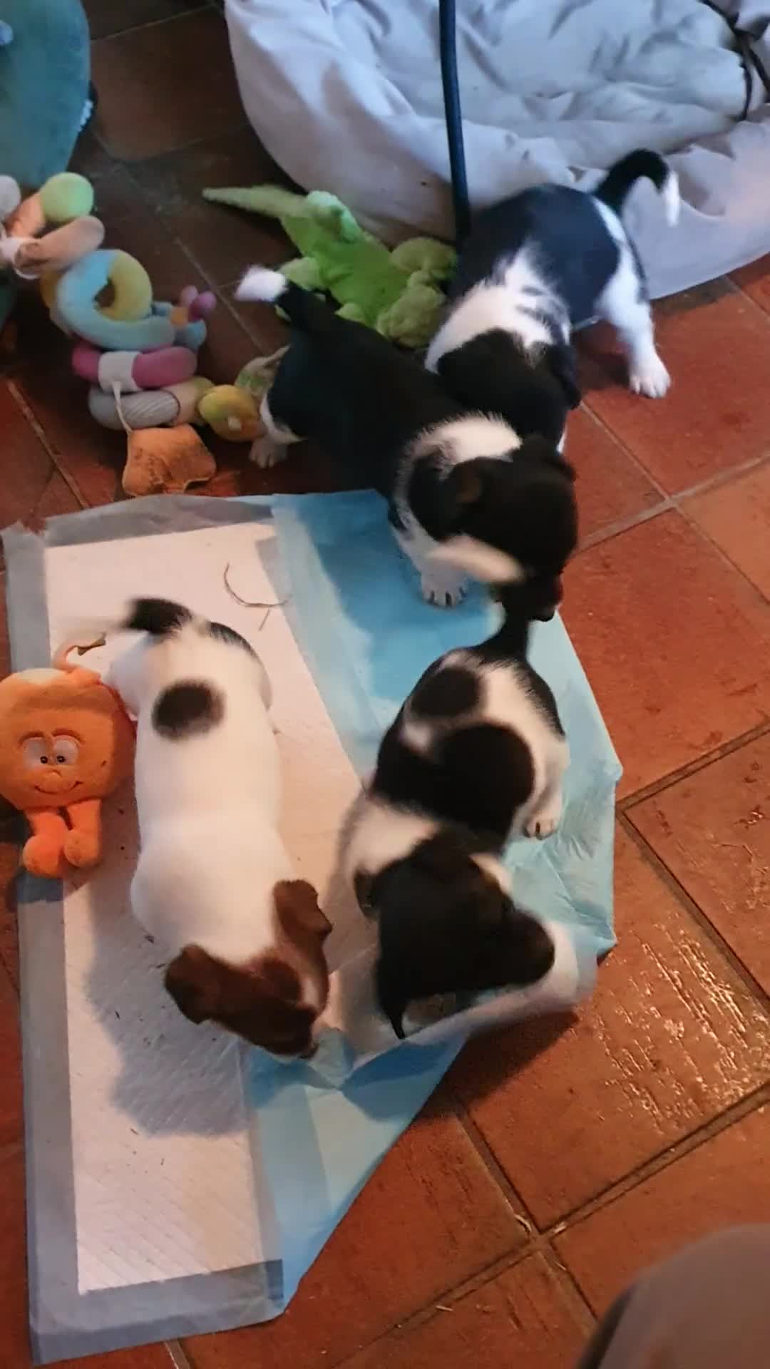 Jack Russel Terriër honden te koop: Speelse gezonde RASZUIVER JACK RUSSELpups LAAGBEEN - Video 4