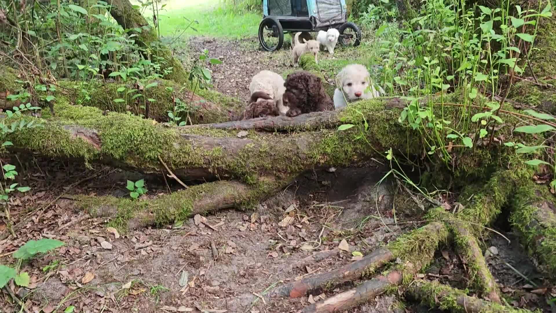 Spaanse Waterhond honden te koop: Echte schip-pups vanaf het Lauwersmeer! 🐾⛵ - Video 2