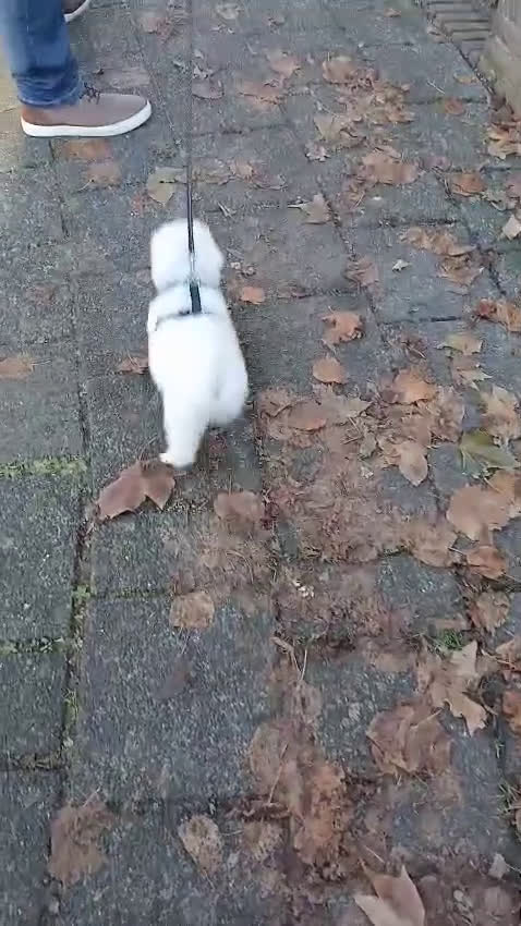 Malshi honden te koop: Shih Tzu/Maltezer kruising – teefje met paspoort - Video 1