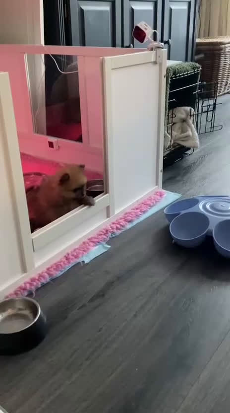 Pomeriaan honden te koop: 3 schattige Pomeriaan pups orange sable 5 wk - Video 2