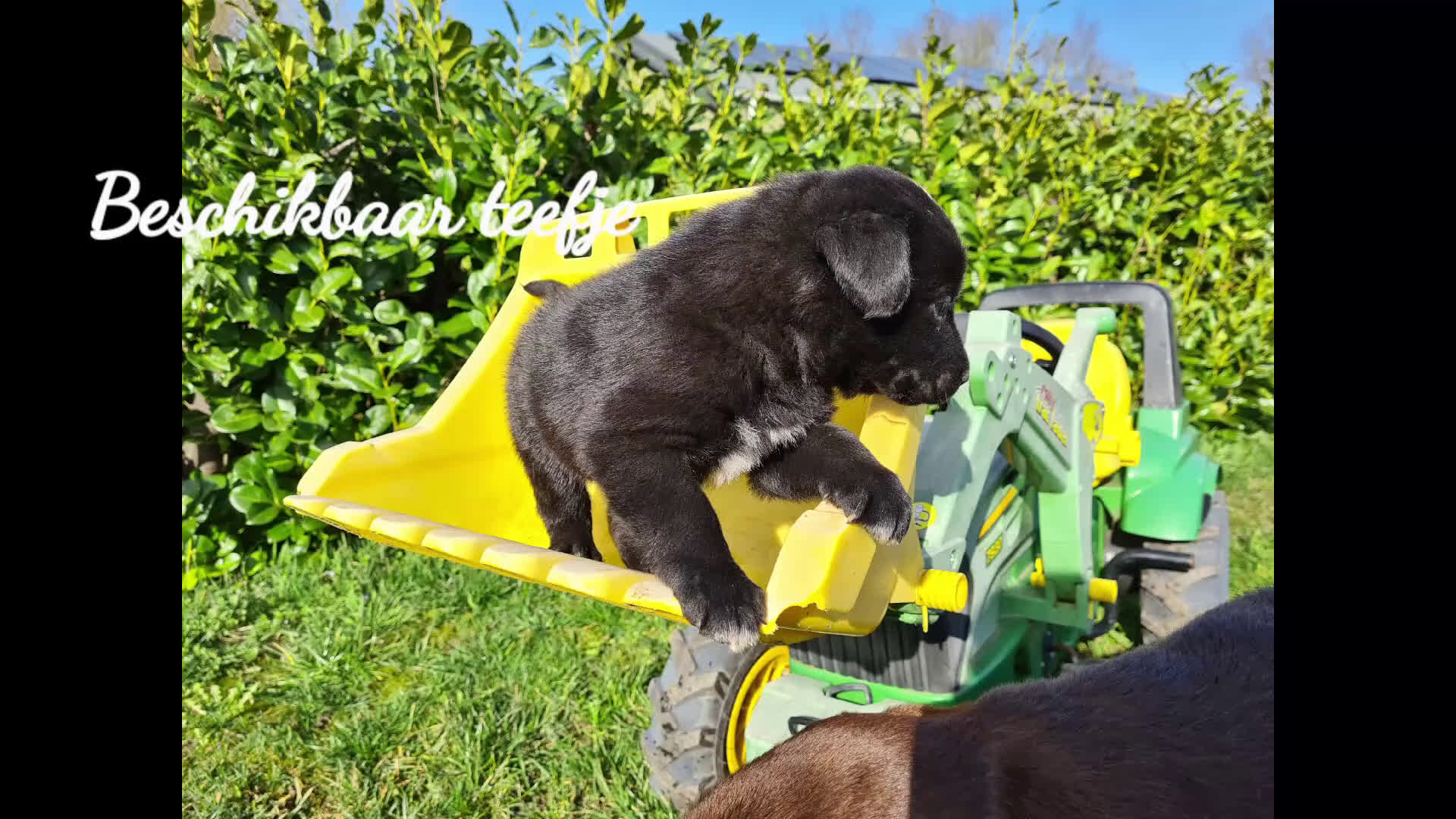 Kruising honden te koop: Unieke Borador pups F1 van Stamboom ouders - Video 1