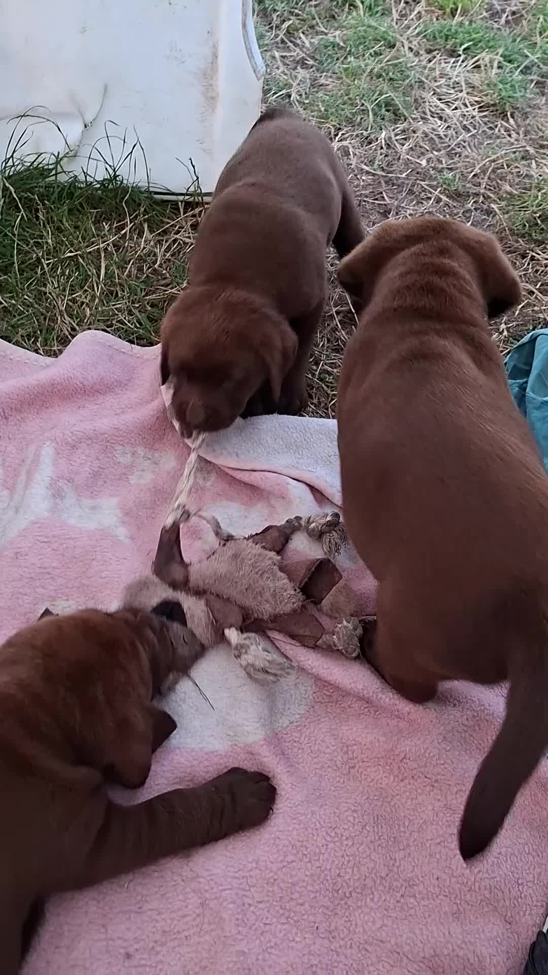 Labrador Retriever honden te koop: Raszuivere bruine labrador pups  - Video 1