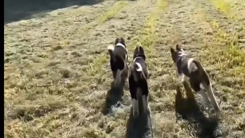 American Akita honden te koop: Prachtige American Akita Pups - Video 3