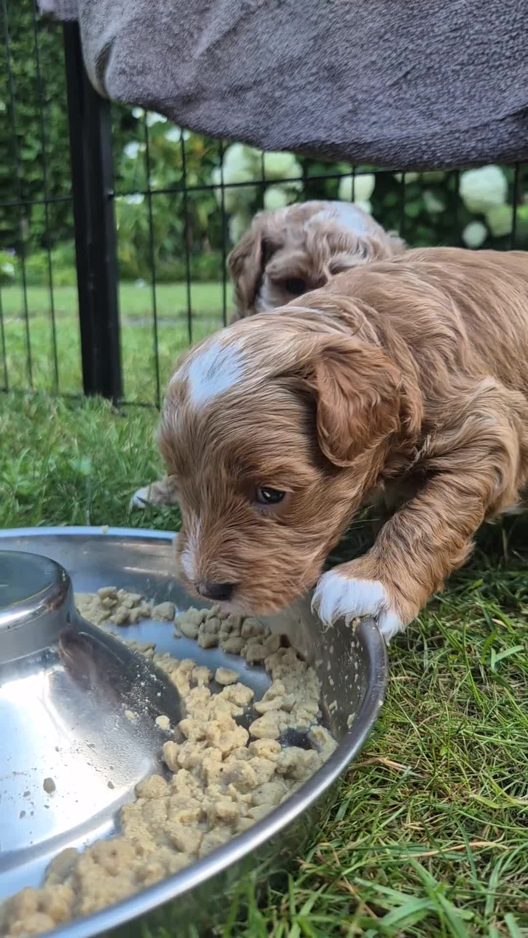 Australian Labradoodle honden te koop: Prachtig lieve mini labradoodle pups  - Video 1