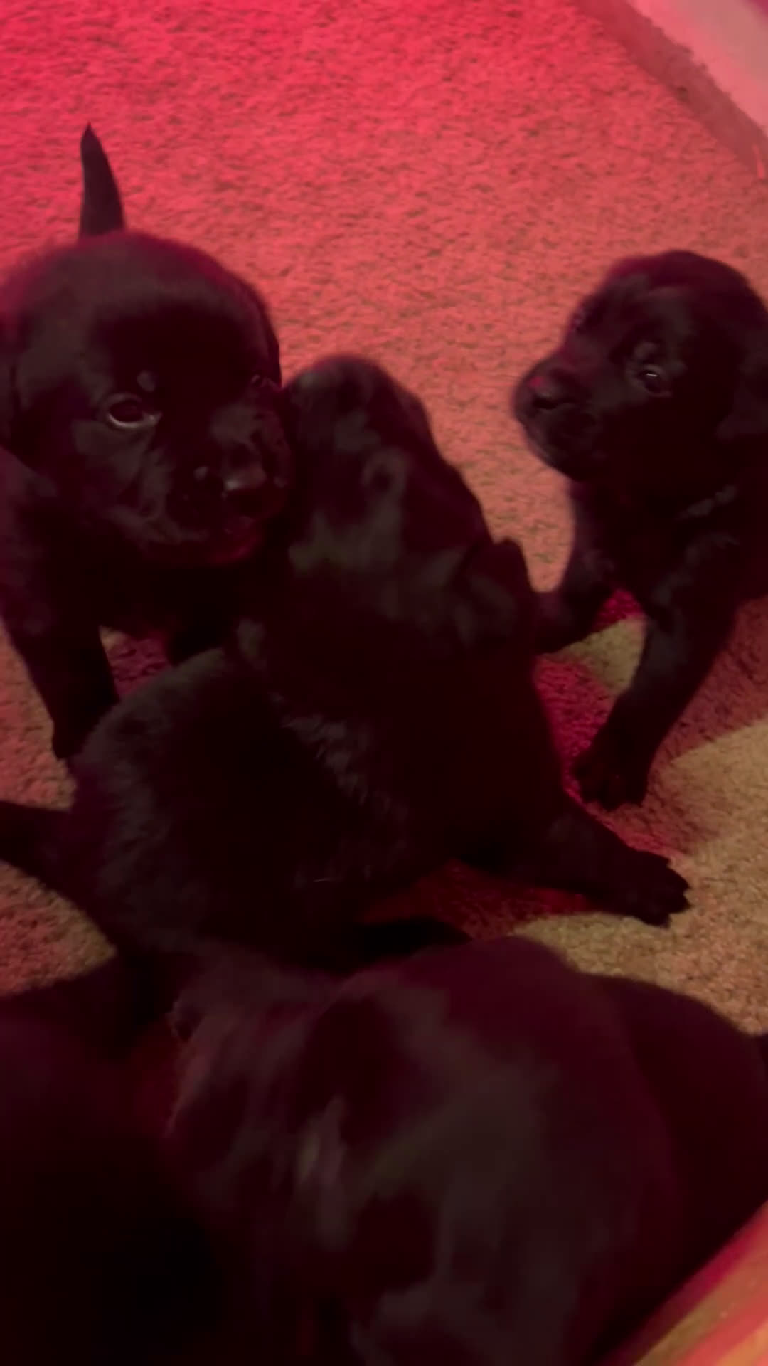 Kruising honden te koop: Mooie boulabjes te koop  - Video 1