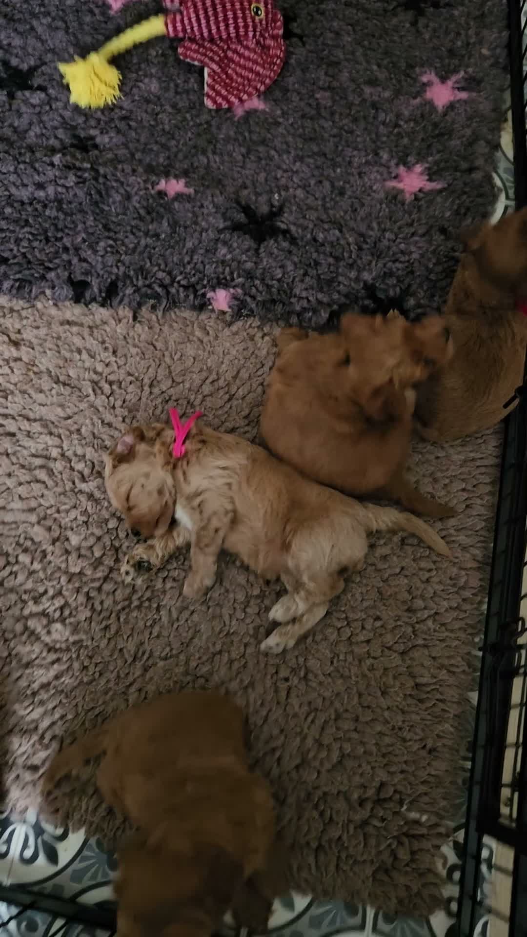 Australian Labradoodle honden te koop: Australian Labradoodle pups met Wala stamboom  - Video 2