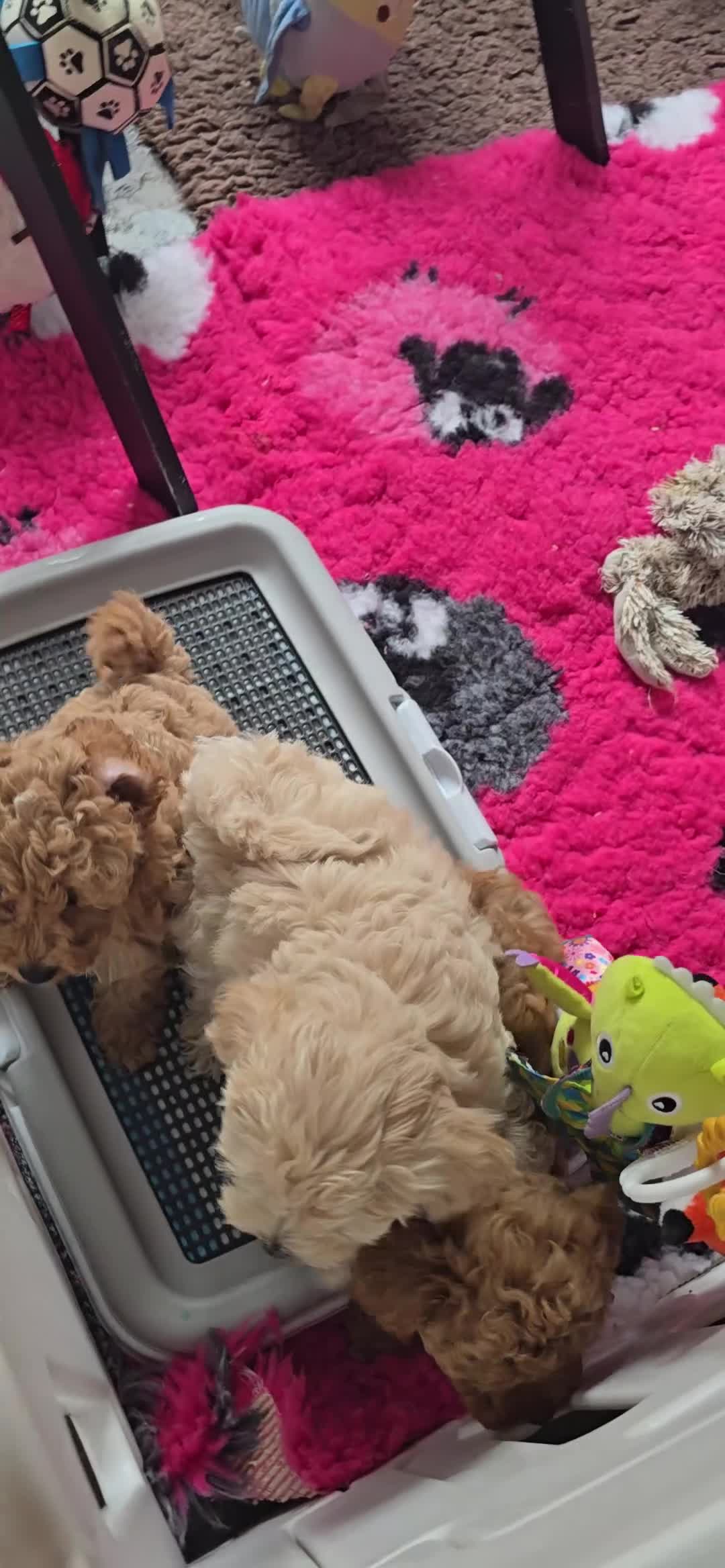 Maltipoo honden te koop: Mooie Lieve Maltipoo Maltezer / toypoedel pups - Video 2