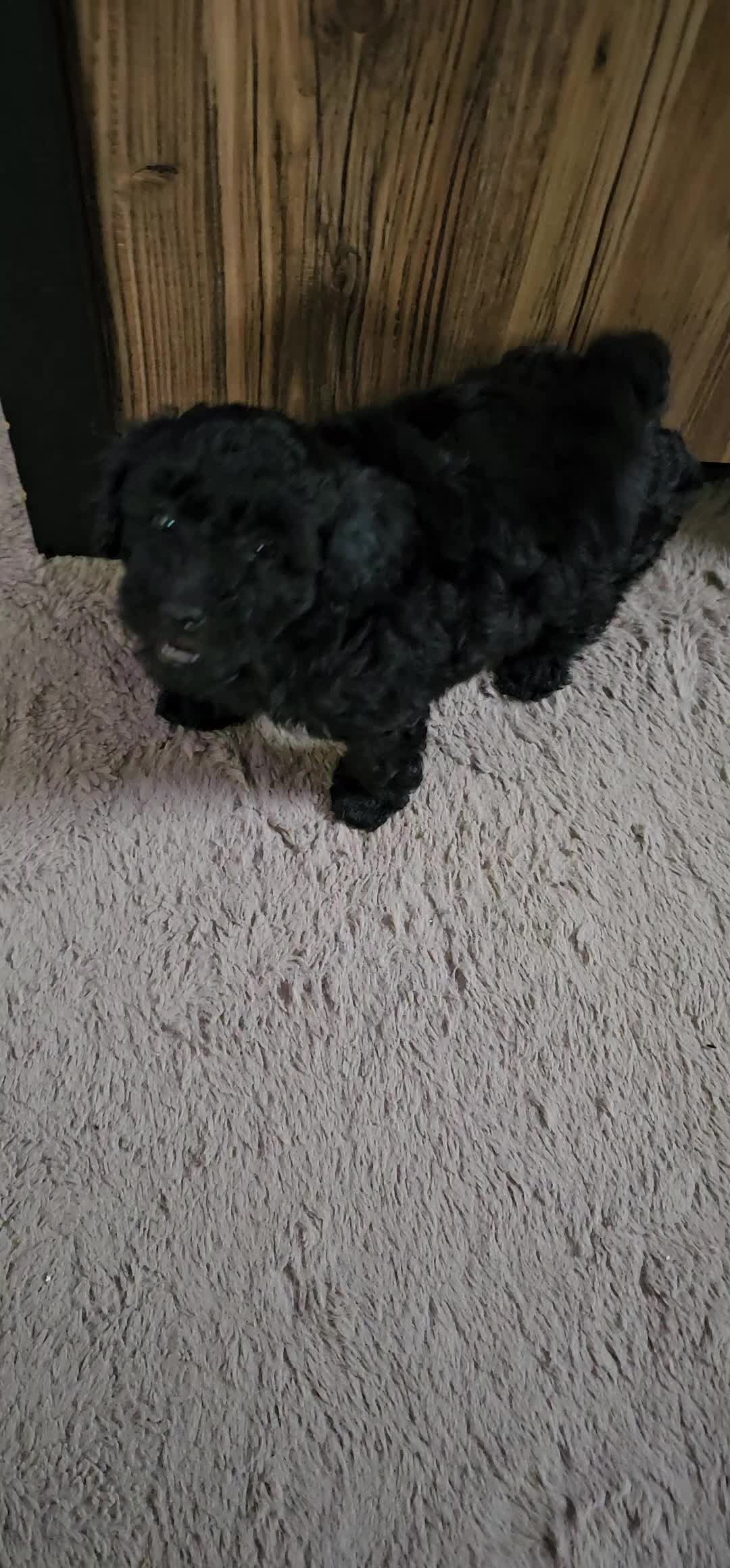 Poedel Toy honden te koop: Schattige Toypoedel pups uit goed geteste ouders.  - Video 2