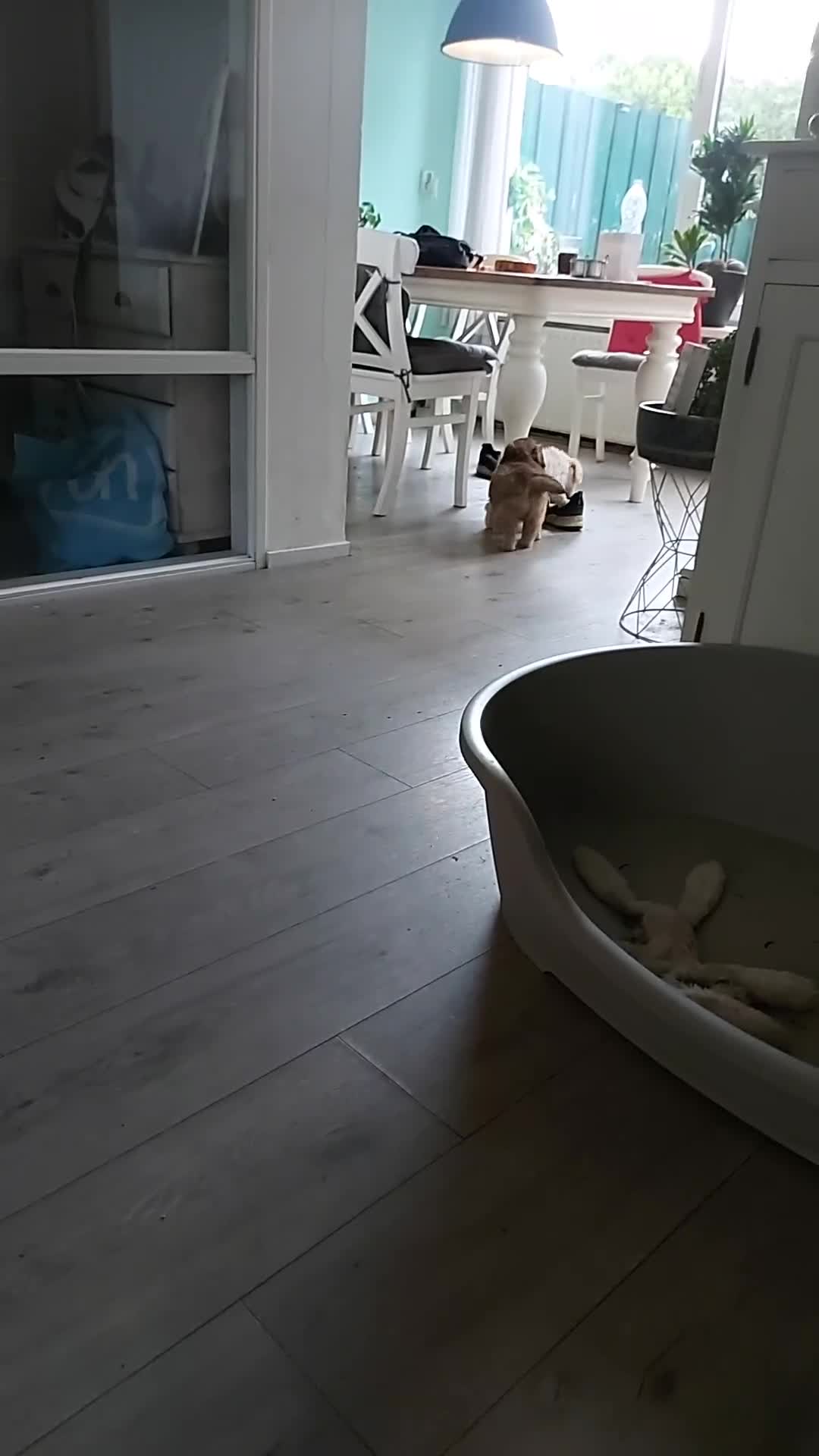 Kruising honden te koop: Prachtige hondjes Gezond chip enting  paspoort  - Video 2