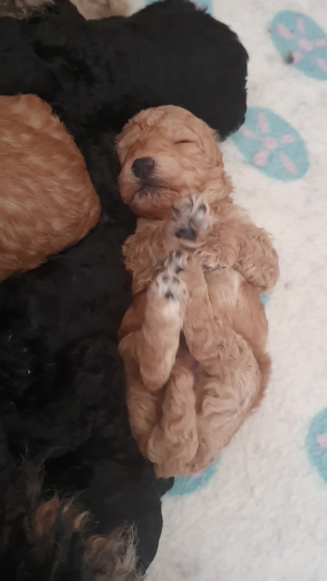 Poedel Toy honden te koop: Prachtig Toy-Dwergpoedel  - Video 2