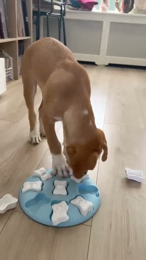 Kruising honden te koop: Lieve Tala zoekt een nieuw thuis - Video 5