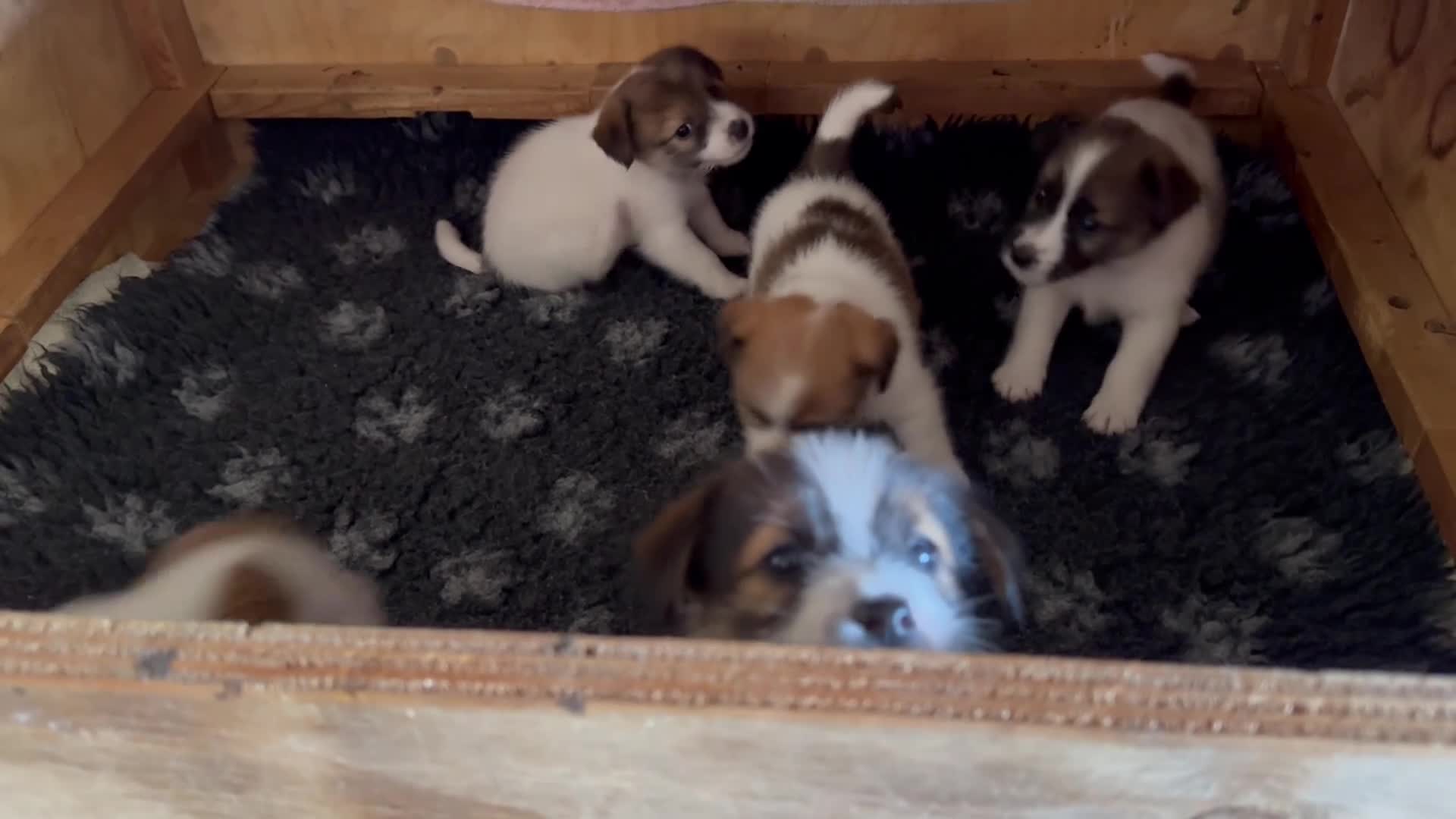 Jack Russel Terriër honden te koop: Jack Russel pups te koop met stamboom - Video 4