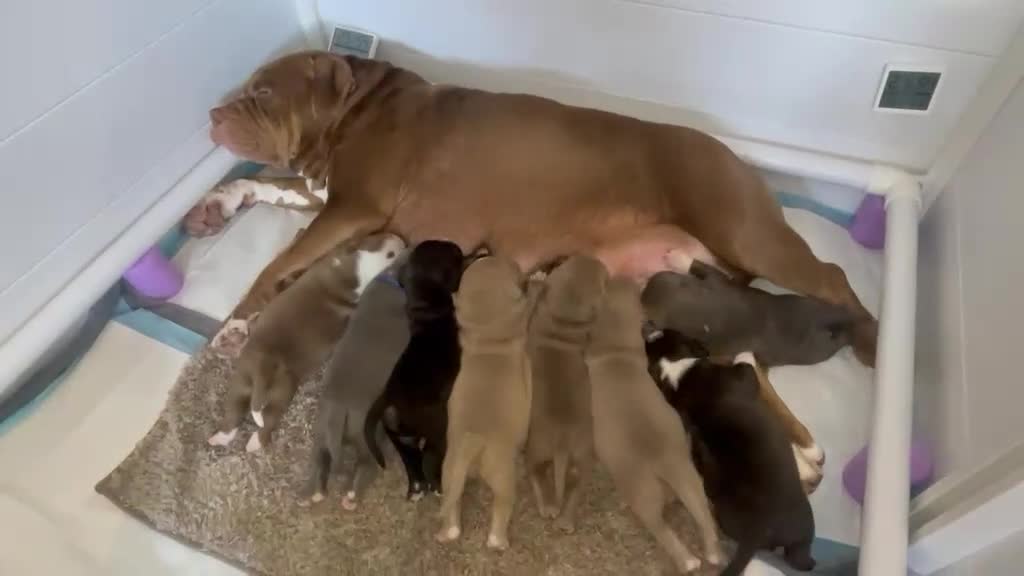 Kruising honden te koop: Prachtig nest bully xl en amerikaanse stafford in Heerhugowaard - Video 1