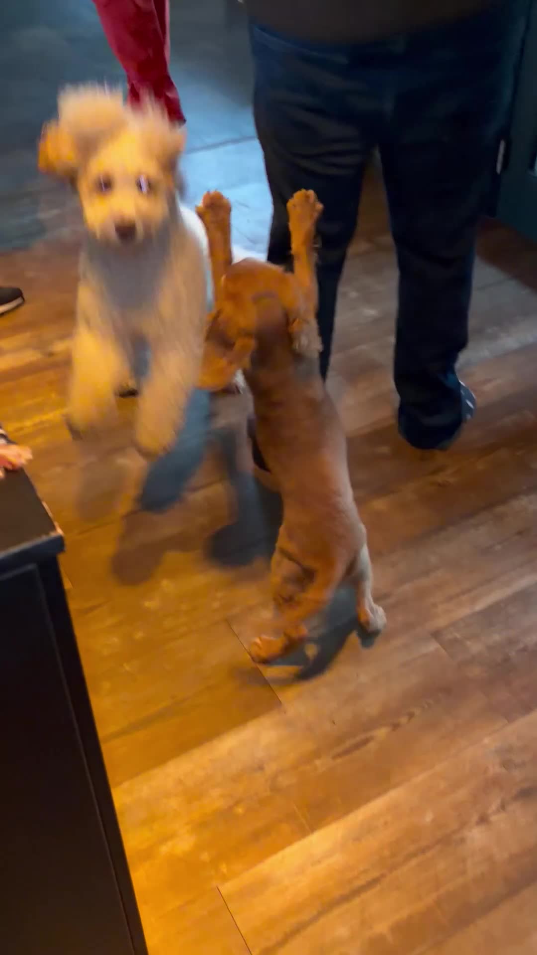Labradoodle honden te koop: Labradoodle puppy’s verwacht - Video 1