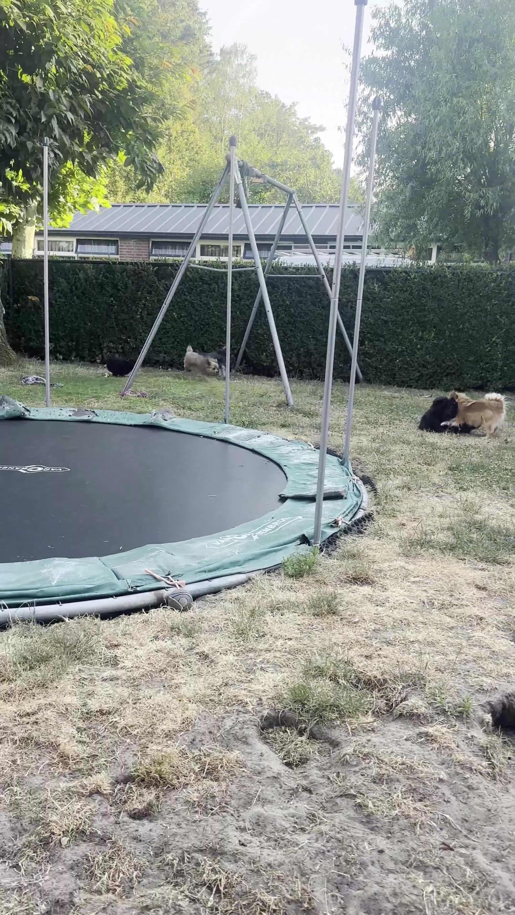 Kruising honden te koop: kruising boomer x poedel - Video 2
