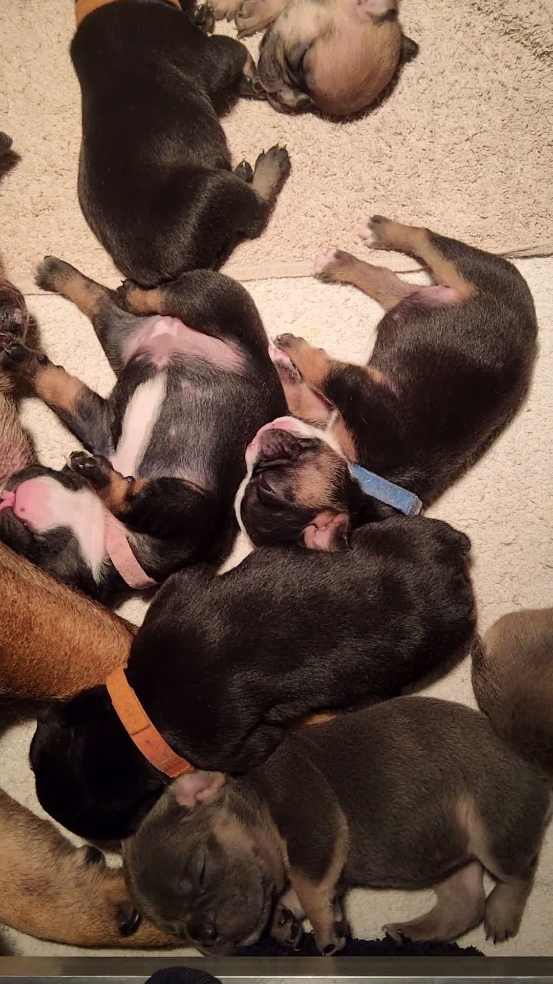 Franse Bulldog honden te koop: Fr bulldog puppy's uit geteste ouders - Video 4