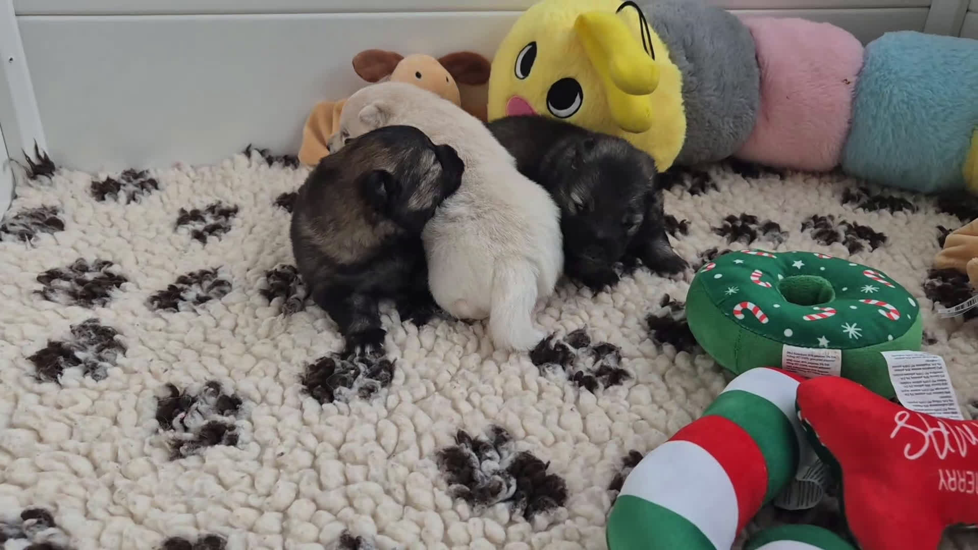 Keeshond honden te koop: Middenslag Keeshond pups - Video 2