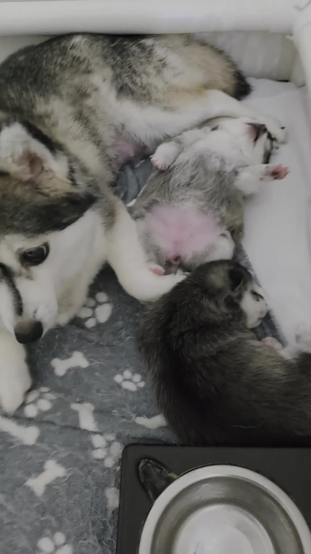 Pomsky honden te koop: Pomsky  - Video 1