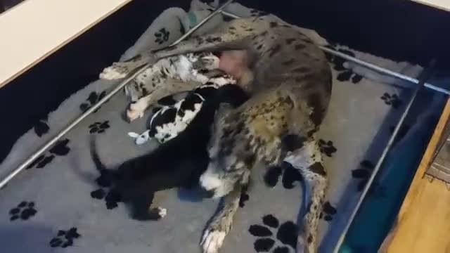 Duitse Dog honden te koop: Duitse Doggen pups in Koewacht - Video 4