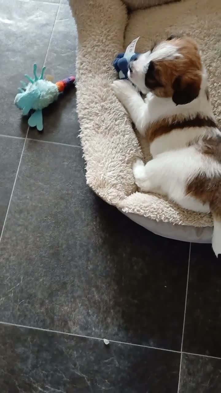 Jack Russel Terriër honden te koop: Ruwharige Jack Russell meisjes in Fijnaart - Video 1