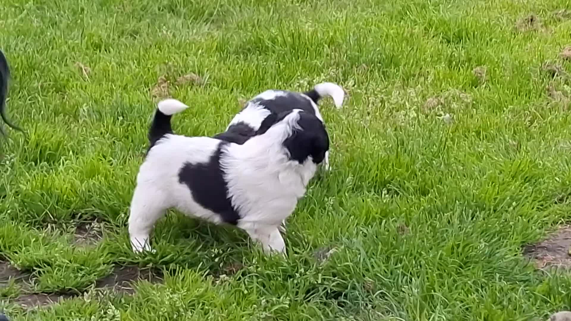 Kruising honden te koop: Prachtige puppy's, mix Friese Stabij/Kelpie  in Nieuwolda - Video 1
