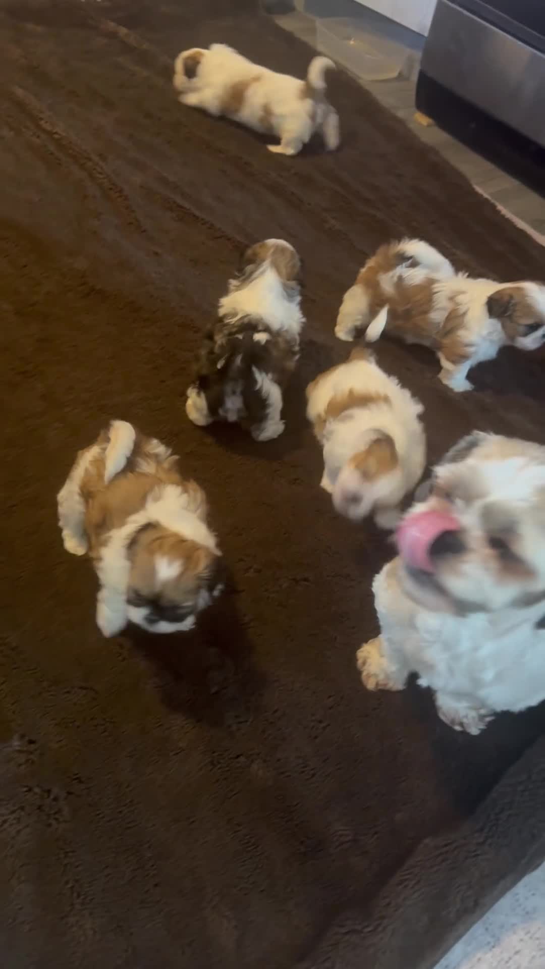 Shih Tzu honden te koop: raszuivere Shih Tzu-puppy's🐶 - Video 4