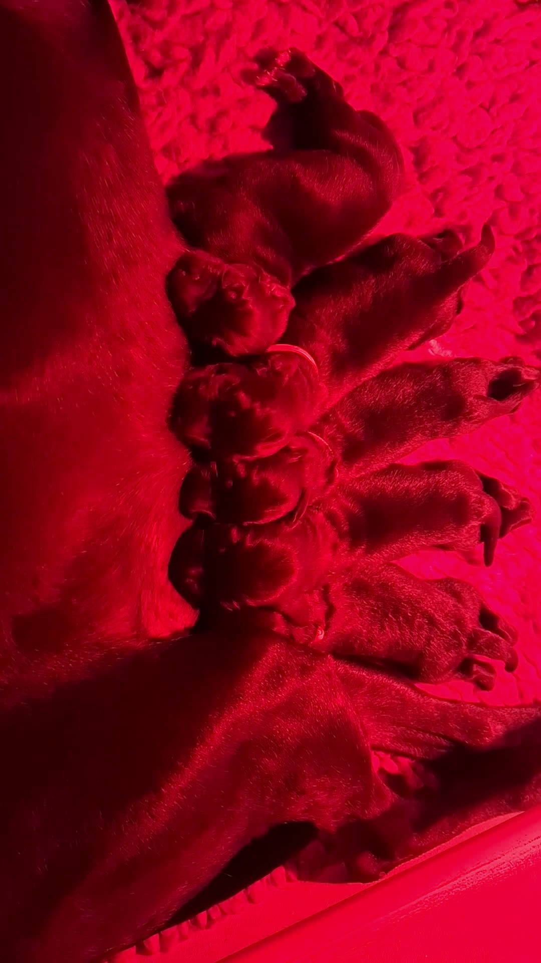 Kruising honden te koop: Duitse staande  x rhodesian ridgeback  - Video 1