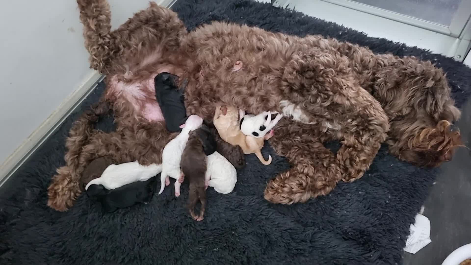 Australian Labradoodle honden te koop: Australian Labradoodle pups - Video 2