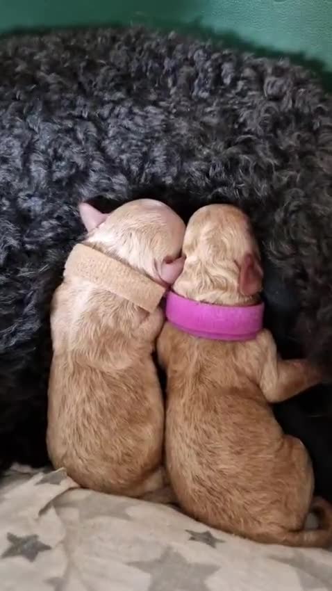 Poedel Toy honden te koop: Toy poedel puppies! - Video 2